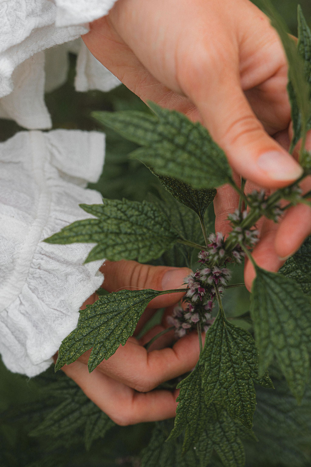 Motherwort for Birth and Postpartum Recovery – A Complete Guide